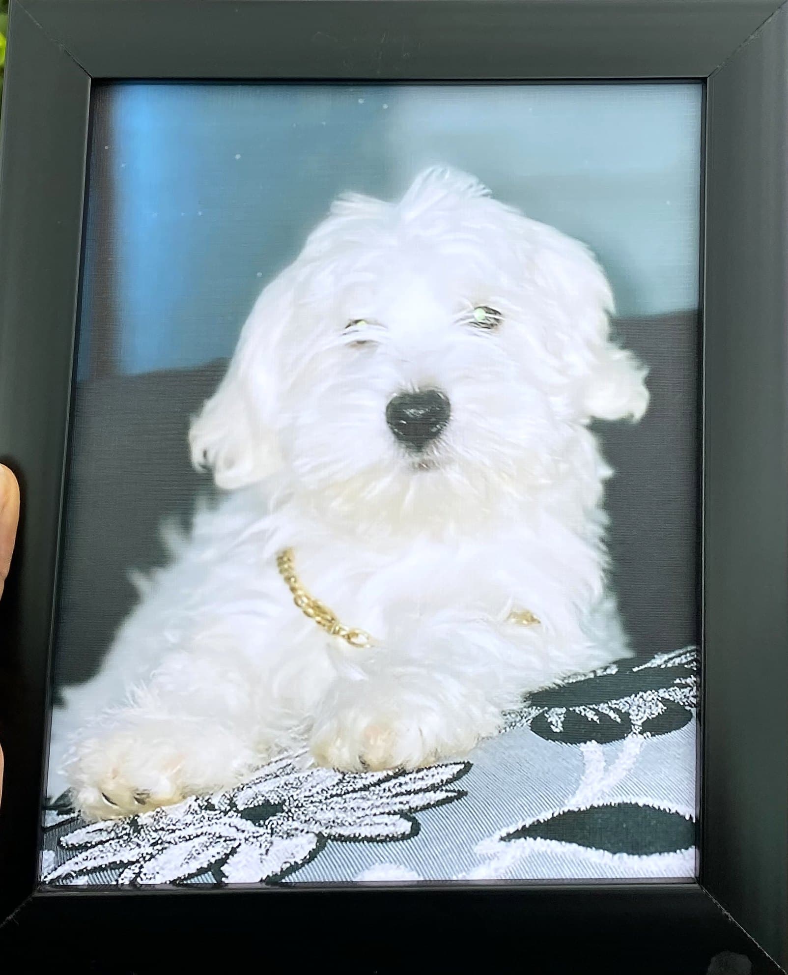 Pet portrait, 8×10 in black frame